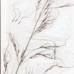 Austrostipa bigeniculata (Kneed Speargrass) at Downer, ACT - 1 Jan 2021 by waltraud