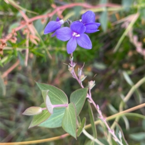 Veronica perfoliata at Tuggeranong DC, ACT - 1 Jan 2021 07:48 AM