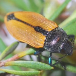 Castiarina subpura at Downer, ACT - 28 Dec 2020