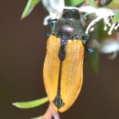 Castiarina subpura at Downer, ACT - 28 Dec 2020