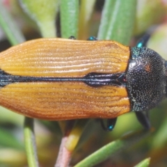 Castiarina subpura at Downer, ACT - 28 Dec 2020 11:44 PM