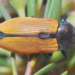 Castiarina subpura at Downer, ACT - 28 Dec 2020 11:44 PM