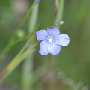 Linum marginale at suppressed - suppressed