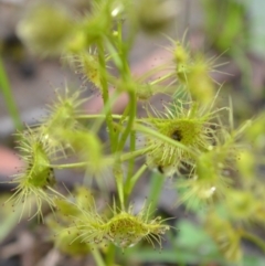 Drosera sp. (A Sundew) at Yass River, NSW by 120Acres