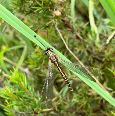 Ascalaphidae (family) (Owlfly) at Murrumbateman, NSW - 1 Jan 2021 by SimoneC