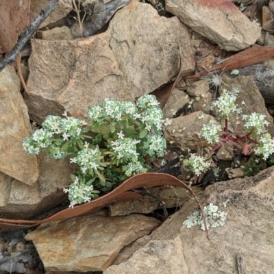 Poranthera microphylla (Small Poranthera) at Forde, ACT - 1 Jan 2021 by abread111