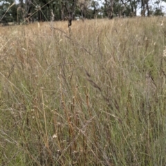 Aristida ramosa (Purple Wire Grass) at Forde, ACT - 1 Jan 2021 by abread111