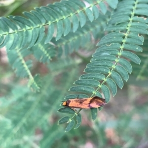 Isomoralla pyrrhoptera at Murrumbateman, NSW - 1 Jan 2021