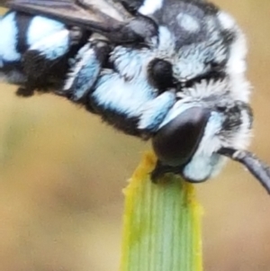 Thyreus caeruleopunctatus at Griffith, ACT - 1 Jan 2021