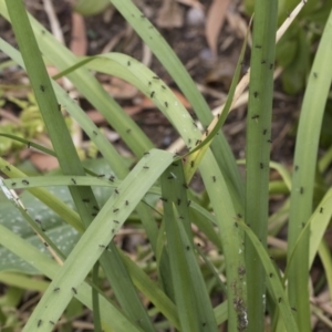 Parapalaeosepsis plebeia at Higgins, ACT - 30 Dec 2020