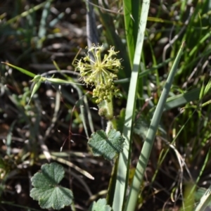 Hydrocotyle laxiflora at suppressed - suppressed