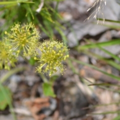 Hydrocotyle laxiflora at suppressed - suppressed