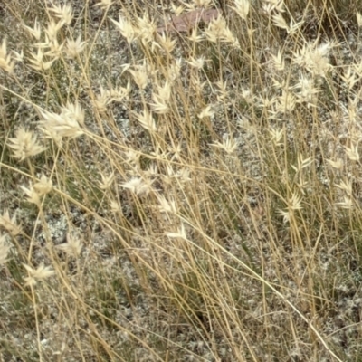 Rytidosperma sp. (Wallaby Grass) at Forde, ACT - 1 Jan 2021 by abread111