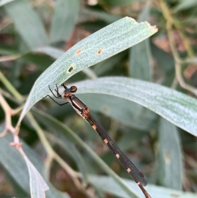 Austrolestes leda (Wandering Ringtail) at Murrumbateman, NSW - 1 Jan 2021 by SimoneC