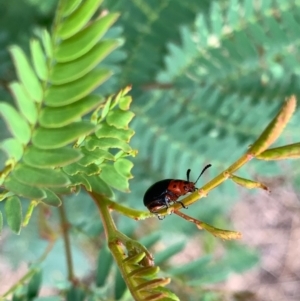 Calomela moorei at Murrumbateman, NSW - 1 Jan 2021 05:15 PM