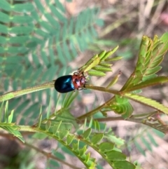 Calomela moorei at Murrumbateman, NSW - 1 Jan 2021