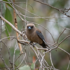 Artamus cyanopterus at Mullion, NSW - 1 Jan 2021