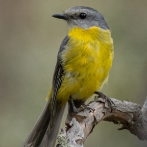 Eopsaltria australis at Mullion, NSW - 1 Jan 2021