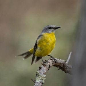 Eopsaltria australis at Mullion, NSW - 1 Jan 2021