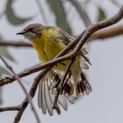 Gerygone olivacea (White-throated Gerygone) at Uriarra, NSW - 1 Jan 2021 by trevsci
