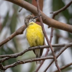 Gerygone olivacea at Uriarra, NSW - 1 Jan 2021