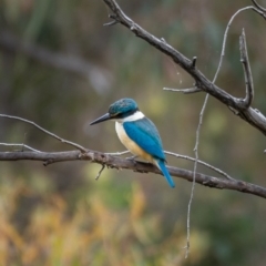 Todiramphus sanctus (Sacred Kingfisher) at Mullion, NSW - 1 Jan 2021 by trevsci