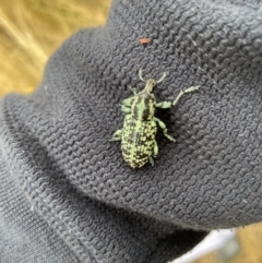 Chrysolopus spectabilis (Botany Bay Weevil) at Weetangera, ACT - 31 Dec 2020 by AlisonMilton