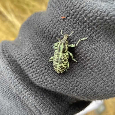 Chrysolopus spectabilis (Botany Bay Weevil) at The Pinnacle - 30 Dec 2020 by AlisonMilton