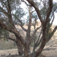 Eucalyptus dwyeri (Dwyer's Red Gum) at Jones Creek, NSW - 18 May 2005 by abread111