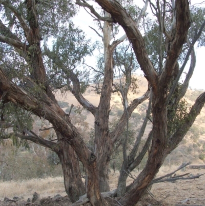 Eucalyptus dwyeri (Dwyer's Red Gum) at Jones Creek, NSW - 18 May 2005 by abread111
