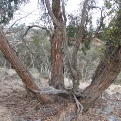 Eucalyptus dwyeri at Nangus, NSW - 18 May 2005