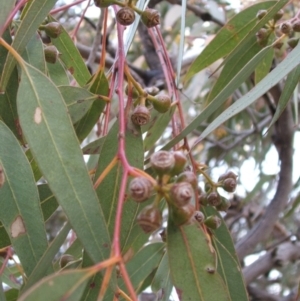 Eucalyptus dwyeri at Nangus, NSW - 18 May 2005