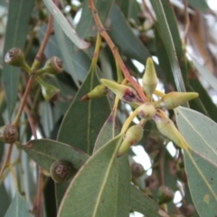 Eucalyptus dwyeri at Nangus, NSW - 18 May 2005