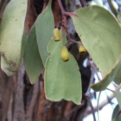 Amyema sp. (Mistletoe) at Jones Creek, NSW - 18 May 2005 by abread111