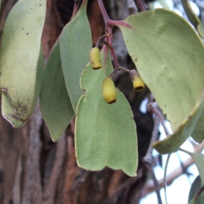 Amyema sp. (Mistletoe) at Jones Creek, NSW - 18 May 2005 by abread111