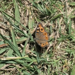 Junonia villida (Meadow Argus) at Mount Ainslie to Black Mountain - 31 Dec 2020 by TrishGungahlin