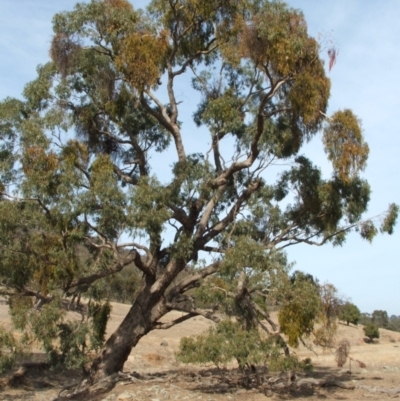 Eucalyptus bridgesiana (Apple Box) at Nangus, NSW - 3 May 2005 by abread111