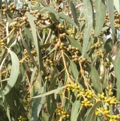 Eucalyptus bridgesiana at Nangus, NSW - 3 May 2005