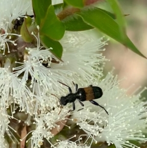 Eleale fasciata at Murrumbateman, NSW - 1 Jan 2021 03:11 PM