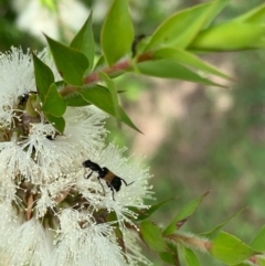 Eleale fasciata at Murrumbateman, NSW - 1 Jan 2021