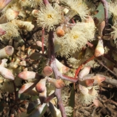 Eucalyptus albens at Nangus, NSW - 6 May 2005