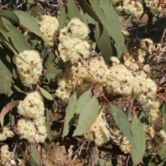 Eucalyptus albens at Nangus, NSW - 6 May 2005