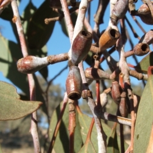 Eucalyptus albens at Nangus, NSW - 6 May 2005