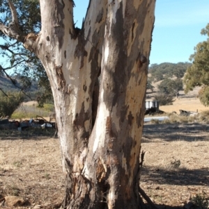 Eucalyptus blakelyi at Nangus, NSW - 16 May 2005 12:50 PM