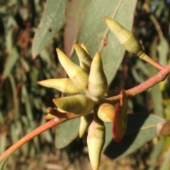 Eucalyptus blakelyi at Nangus, NSW - 16 May 2005