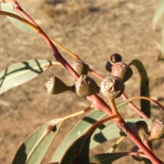 Eucalyptus blakelyi at Nangus, NSW - 16 May 2005 12:50 PM