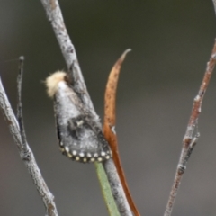 Epicoma contristis (Yellow-spotted Epicoma Moth) at Fowles St. Woodland, Weston - 31 Dec 2020 by AliceH