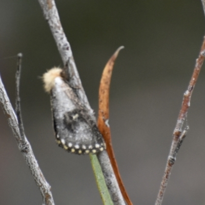 Epicoma contristis (Yellow-spotted Epicoma Moth) at Weston, ACT - 31 Dec 2020 by AliceH