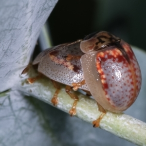 Paropsisterna m-fuscum at Melba, ACT - 16 Dec 2020