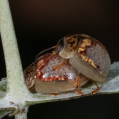 Paropsisterna m-fuscum at Melba, ACT - 16 Dec 2020